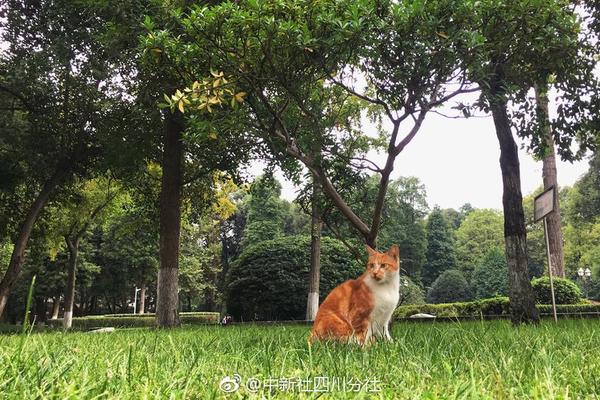 為什么4am世界第14還要嘲諷