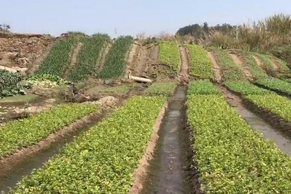 純菜，別怪圈，怪別人搞事啥的