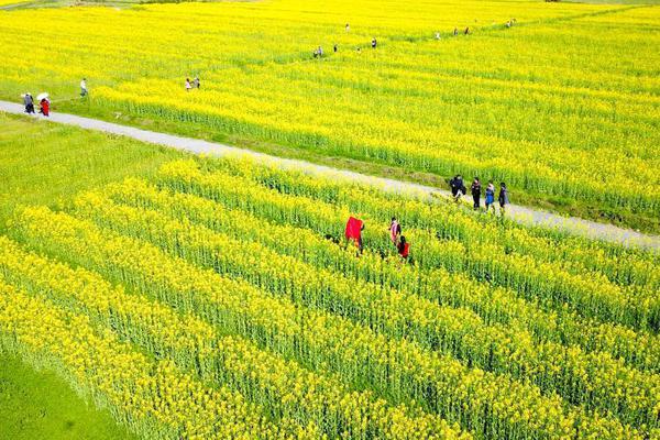 華為鴻蒙OS第三季度份額增至15%：與蘋果iOS、谷歌安卓三分天下