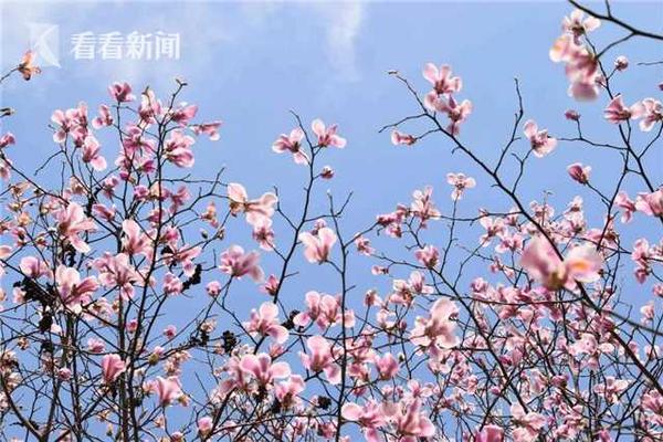 杰倫格林為什么這么差還有人吹……風(fēng)雪壓我兩三年